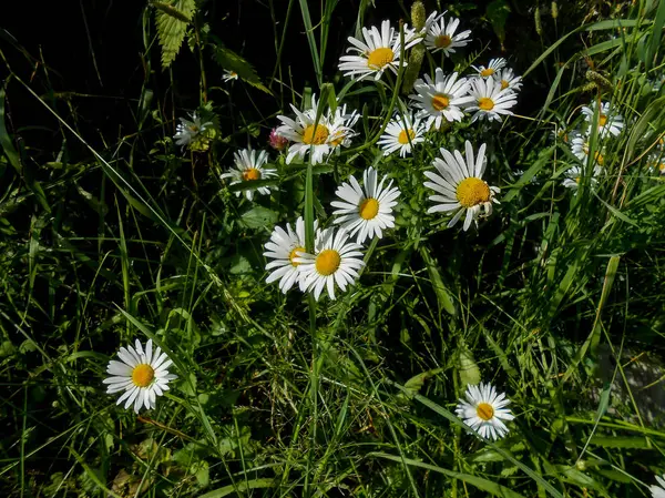 Fiori Margherita Bianchi Gialli Campo Soleggiato — Foto Stock