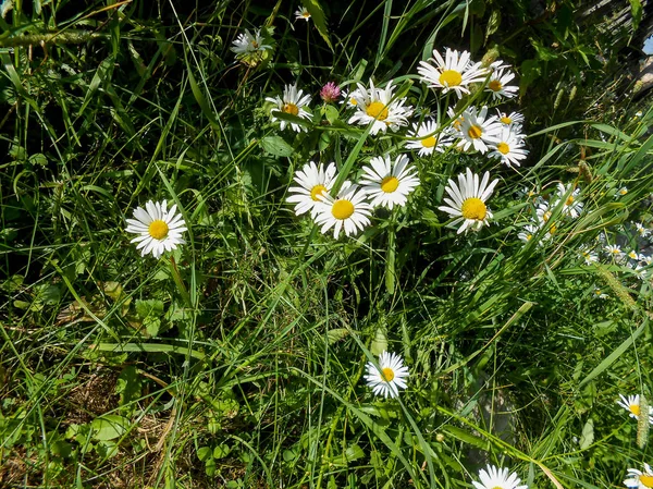 Fiori Margherita Bianchi Gialli Campo Soleggiato — Foto Stock