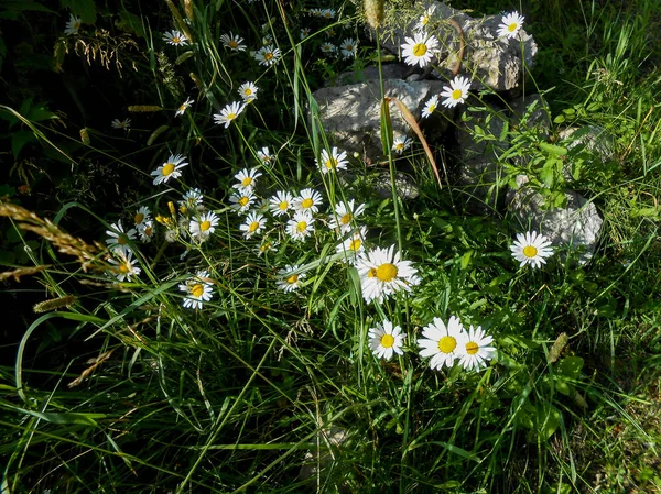 Flores Brancas Amarelas Margarida Campo Ensolarado — Fotografia de Stock