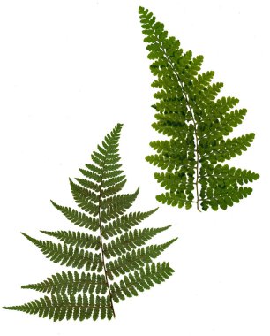 kurutulmuş, yeşil fern beyaz arka plan üzerinde izole preslenmiş.