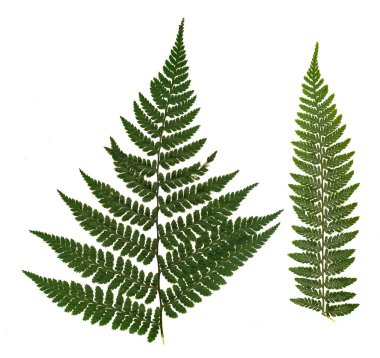 kurutulmuş, yeşil fern beyaz arka plan üzerinde izole preslenmiş.