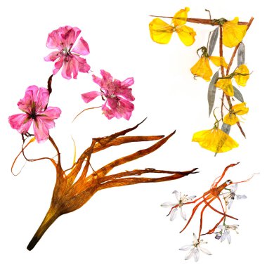 Uygulama kuru tuhaf zambak yaprakları ve preslenmiş çok renkli çiçek buketi