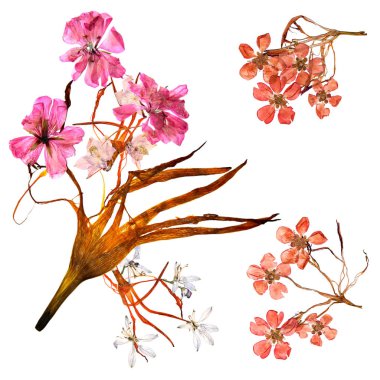 Uygulama kuru tuhaf zambak yaprakları ve preslenmiş çok renkli çiçek buketi