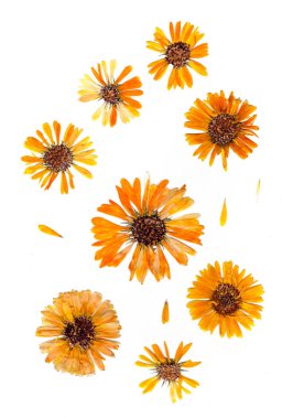 hassas kasımpatı çiçekleri ve yaprakları üzerinde beyaz izole bastırdı