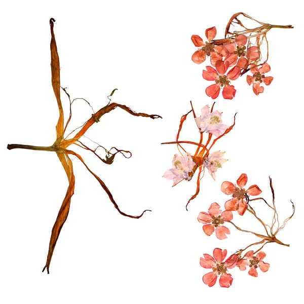 Aplikace Kytice Suchých Bizarní Lilie Okvětní Lístky Lisované Barevné Květiny — Stock fotografie
