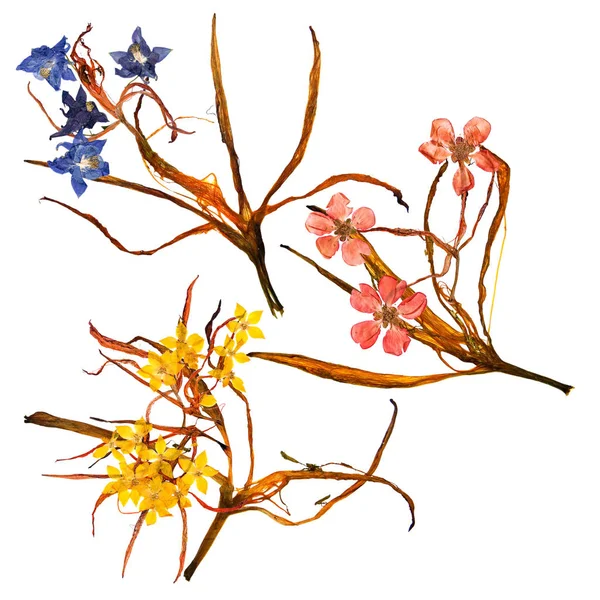 Применение Букет Сухих Причудливых Лепестков Лилии Прессованных Разноцветных Цветов — стоковое фото