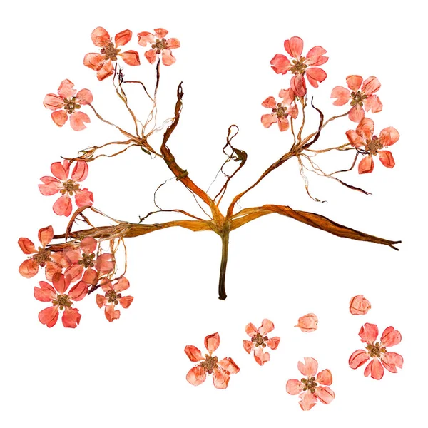 Aplicare Buchet Petale Crin Bizare Uscate Flori Multicolore Presate — Fotografie, imagine de stoc