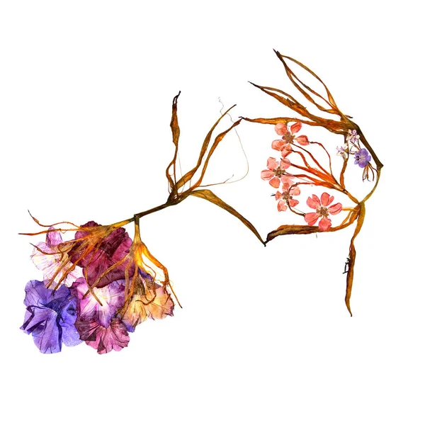 Aplicação Buquê Pétalas Lírio Bizarras Secas Flores Multicoloridas Prensadas — Fotografia de Stock