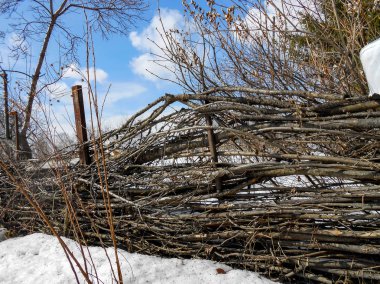 kar, kırsal, ağaç, çıplak gövdeleri üzerinde buz kabuk yukarı çekerek baharın başlangıcı çalıların twigs çözdürülen, izleri