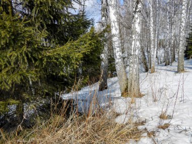 kar, kırsal, ağaç, çıplak gövdeleri üzerinde buz kabuk yukarı çekerek baharın başlangıcı çalıların twigs çözdürülen, izleri