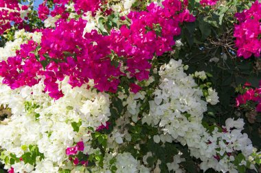 Bougainvillaea çiçek açan bush ile beyaz ve pembe çiçekler, yaz
