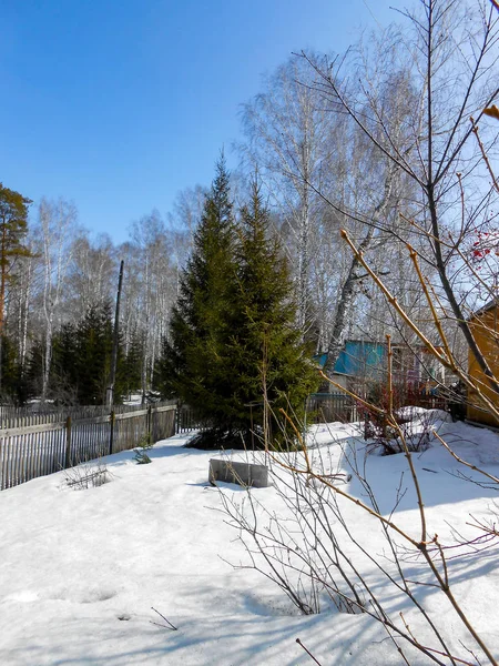 Début Printemps Tirant Croûte Glace Sur Neige Campagne Troncs Nus — Photo