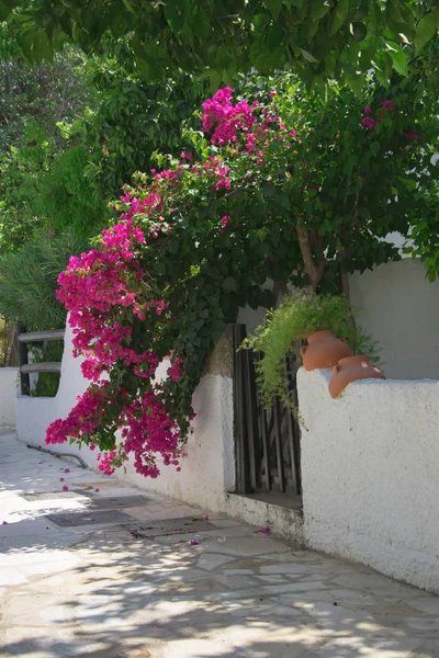 Bougainvillaea Bloeiende Heester Met Witte Roze Bloemen Een Steen Witte — Stockfoto