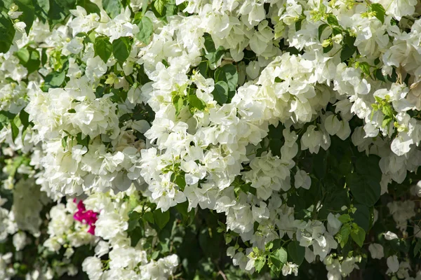 Bougainvillaea Çiçek Açan Bush Ile Beyaz Pembe Çiçekler Yaz — Stok fotoğraf