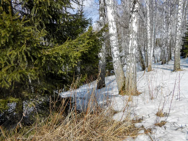kar, kırsal, ağaç, çıplak gövdeleri üzerinde buz kabuk yukarı çekerek baharın başlangıcı çalıların twigs çözdürülen, izleri