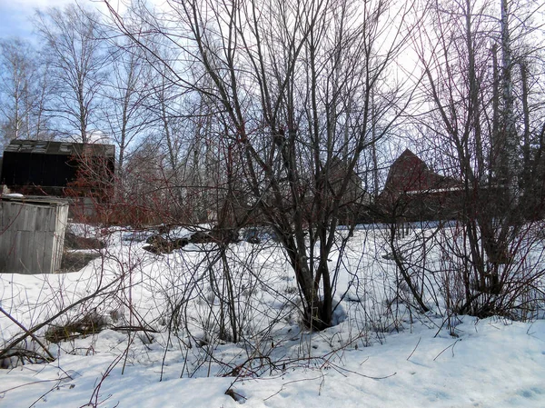 Beginning Spring Pulling Ice Crust Snow Countryside Bare Trunks Birches — Stock Photo, Image