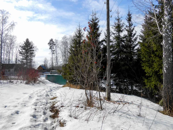 Beginning Spring Pulling Ice Crust Snow Countryside Bare Trunks Birches — Stock Photo, Image