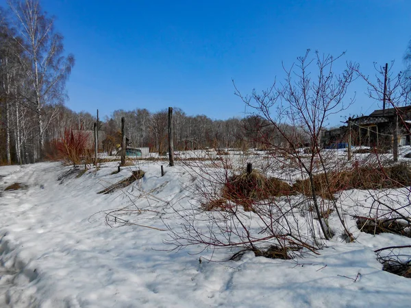 Frühlingsanfang Die Eiskruste Auf Dem Schnee Hochziehen Landschaft Kahle Birkenstämme — Stockfoto