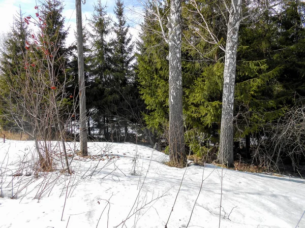 Beginning Spring Pulling Ice Crust Snow Countryside Bare Trunks Birches — Stock Photo, Image