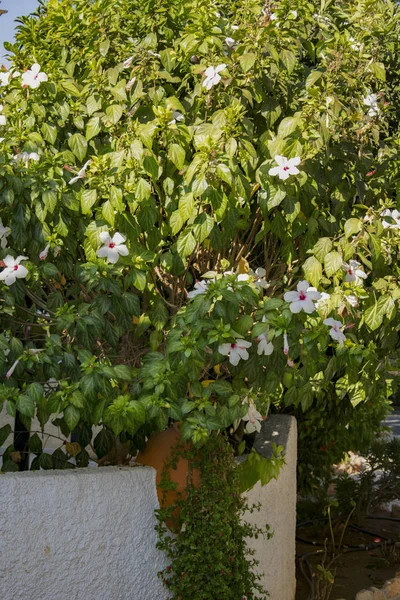 Narrow Street Stone White Fence Clay Jug Thickets Flowering Shrubs — Stock Photo, Image