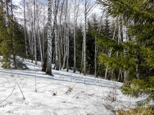 Beginning Spring Pulling Ice Crust Snow Countryside Bare Trunks Birches — Stock Photo, Image