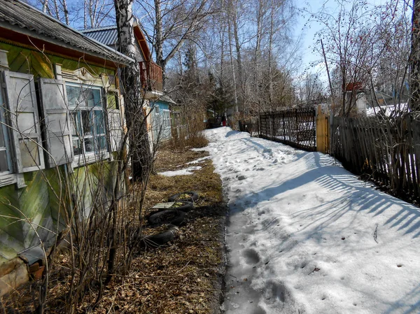 Début Printemps Tirant Croûte Glace Sur Neige Campagne Troncs Nus — Photo