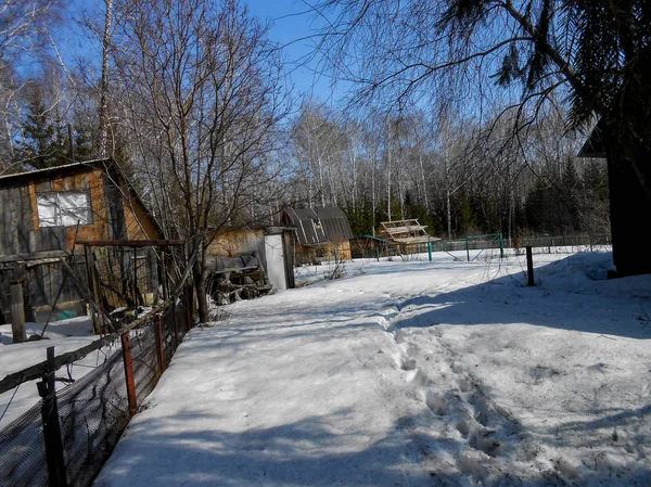 Début Printemps Tirant Croûte Glace Sur Neige Campagne Troncs Nus — Photo