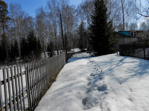 Beginning Spring Pulling Ice Crust Snow Countryside Bare Trunks Birches — Stock Photo, Image