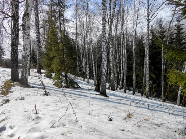 Frühlingsanfang Die Eiskruste Auf Dem Schnee Hochziehen Landschaft Kahle Birkenstämme — Stockfoto
