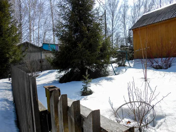 Début Printemps Tirant Croûte Glace Sur Neige Campagne Troncs Nus — Photo