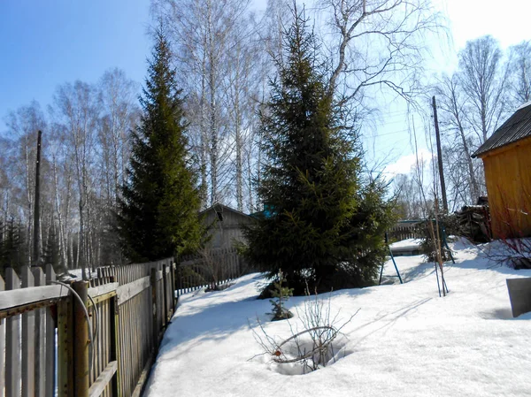 Frühlingsanfang Die Eiskruste Auf Dem Schnee Hochziehen Landschaft Kahle Birkenstämme — Stockfoto
