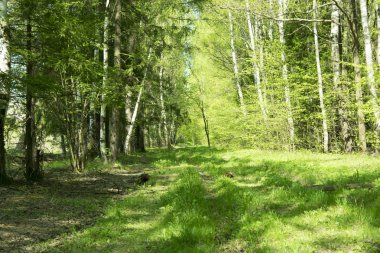 doğal orman ağaçların taze yeşil yaprakları ve güneşin ışınları ışık ve bitki örtüsü ile döküm ile bahar Panoraması