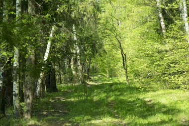 doğal orman ağaçların taze yeşil yaprakları ve güneşin ışınları ışık ve bitki örtüsü ile döküm ile bahar Panoraması
