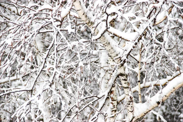 一个冬天的日子 一个农村景观冻结的树枝覆盖着雪 — 图库照片