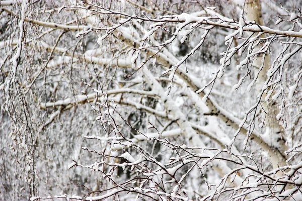 一个冬天的日子 一个农村景观冻结的树枝覆盖着雪 — 图库照片