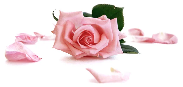 Białym Tle Różowy Jasny Kwiat Róży Układanie Białe Płatki — Zdjęcie stockowe