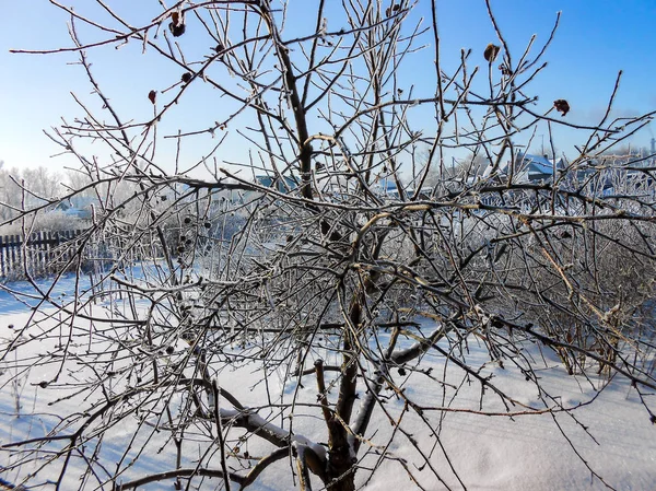 Día Despejado Invierno Paisaje Rural Con Jardín Rústico Cubierto Nieve — Foto de Stock