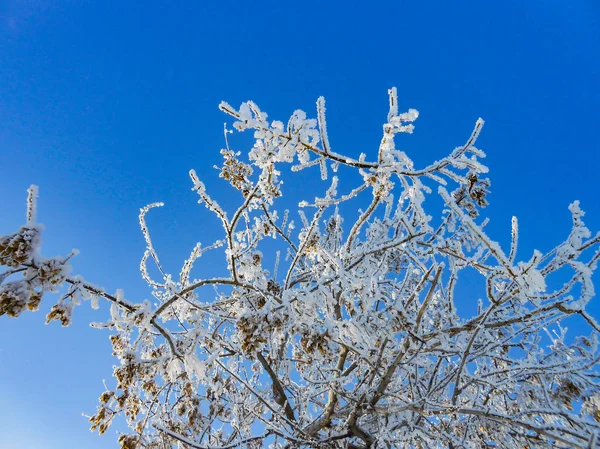 Wiejski Krajobraz Rustykalny Ogród Zimowy Jasny Dzień Pokryte Śniegiem Mrożone — Zdjęcie stockowe