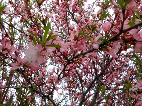 Selektiver Schwerpunkt Von Brunches Mit Schönen Blüten Der Apfelbaumblüte Mit — Stockfoto
