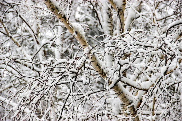 Ein Wintertag Eine Ländliche Landschaft Gefrorene Zweige Von Bäumen Mit — Stockfoto