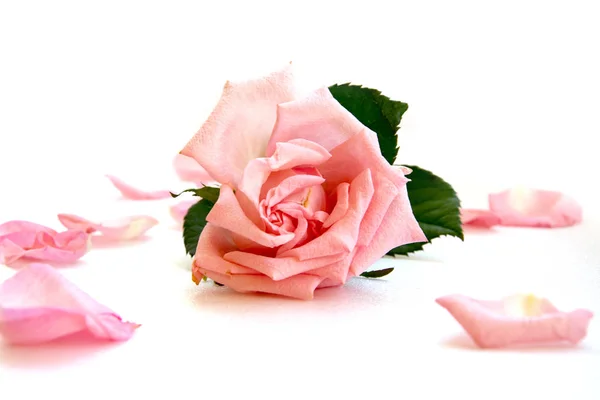 Delicadas flores rosas secas pequeñas flores sobre un fondo rosa primavera  femenino lindo fondo rosa flores flores secas espacio vacío ramo