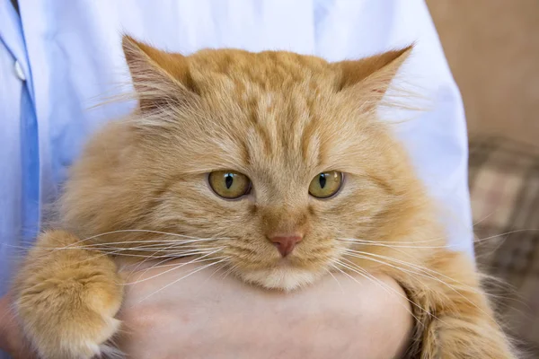 Rote Flauschige Katzenschnauze Den Händen Des Herrchens Tisch — Stockfoto