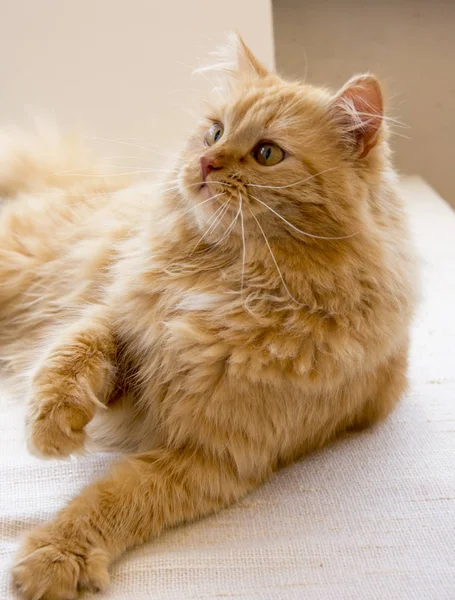 赤猫ハンター堂々 毛布の上に横になっているを見て 足を提起しました — ストック写真