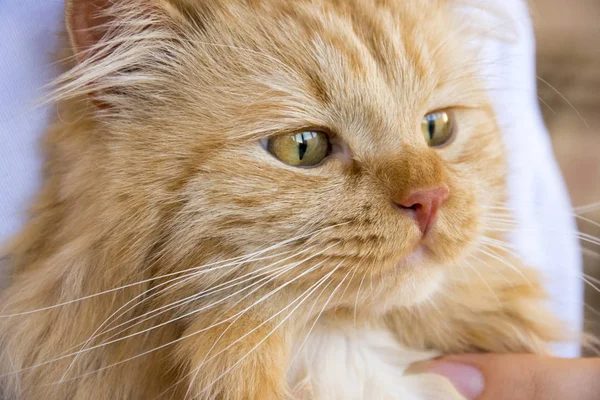 Muselière Rouge Pour Chat Sur Les Mains Maître Table Image En Vente