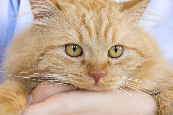 Muselière Rouge Pour Chat Sur Les Mains Maître Table Photo De Stock