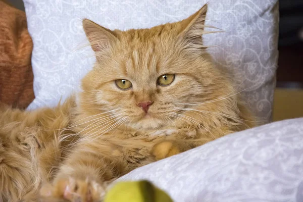 枕の中でソファに横になっているふわふわの赤猫 — ストック写真