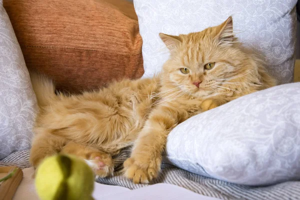 fluffy red cat lying on the couch among the pillows