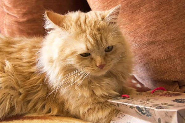 Flauschige Rote Katze Bekommt Ein Geschenk Von Einem Paket Das — Stockfoto