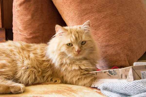 Flauschige Rote Katze Bekommt Ein Geschenk Von Einem Paket Das — Stockfoto