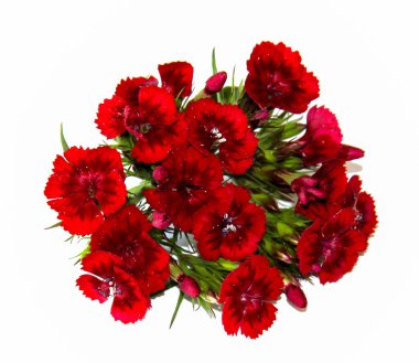 iyi şarap rengi sprey karanfil beyaz izole küçük bir buket